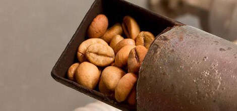 Grains torréfiés - Les torréfactions plus sombres comportent moins de caféine