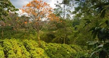 Les caféiers sont cultivés dans les régions tropicales et subtropicales du monde entier.