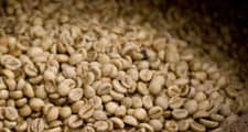 Les graines des baies de café rouge cerise sont extraites et séchées
